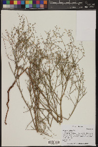 Eriogonum deflexum image