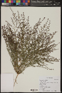 Chamaesyce hyssopifolia image