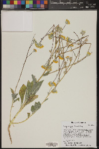 Geraea canescens image