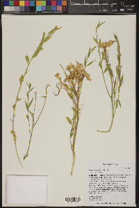 Amsonia tomentosa image