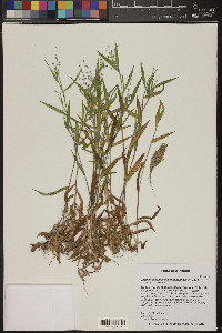 Dichanthelium malacophyllum image