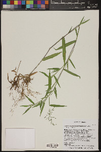 Dichanthelium malacophyllum image