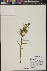 Koeberlinia spinosa image