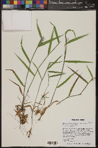 Dichanthelium acuminatum subsp. acuminatum image