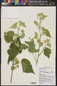 Abutilon abutiloides image