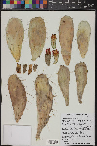 Opuntia schumannii image