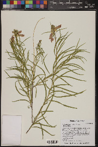 Chilopsis linearis image