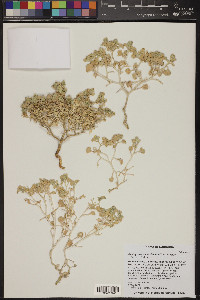 Psathyrotes ramosissima image