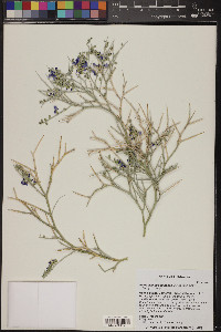 Psorothamnus spinosus image