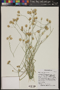 Bebbia juncea image