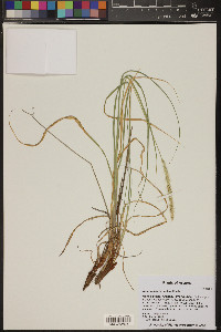 Setaria macrostachya image