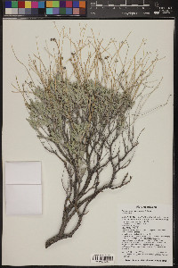 Parthenium argentatum image