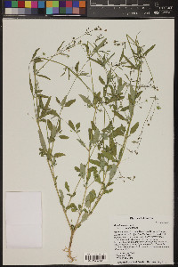 Boerhavia erecta image