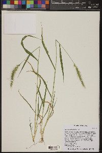 Setaria grisebachii image