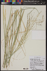 Sporobolus wrightii image