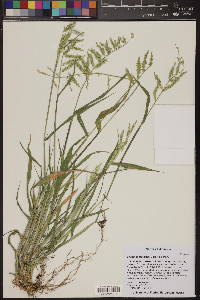 Eriochloa lemmonii image