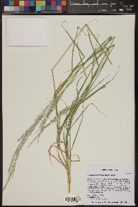 Digitaria californica image