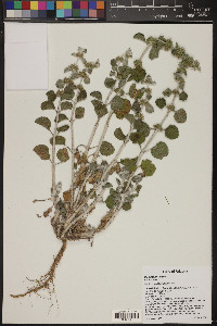 Marrubium vulgare image