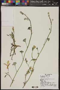 Apodanthera undulata image