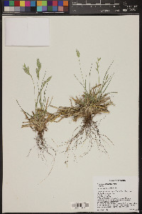 Bromus catharticus image