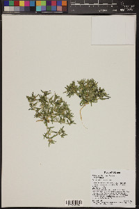 Phlox gracilis image