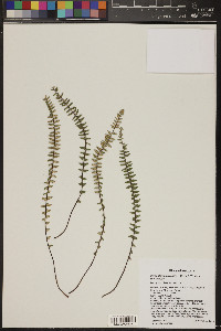 Myriopteris aurea image