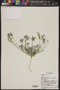 Astragalus nothoxys image