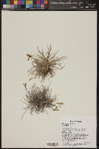 Tillandsia recurvata image