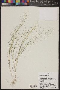 Muhlenbergia sinuosa image