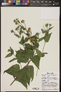 Aldama cordifolia image