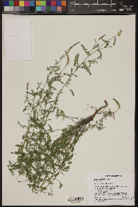 Dalea albiflora image