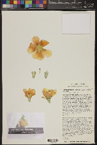 Opuntia aureispina image