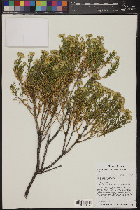 Ericameria laricifolia image