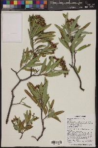 Vauquelinia californica image