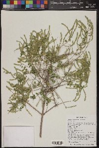 Aloysia wrightii image