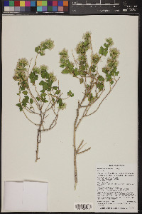 Brickellia baccharidea image