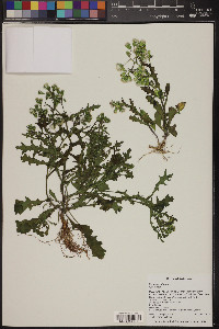 Senecio vulgaris image