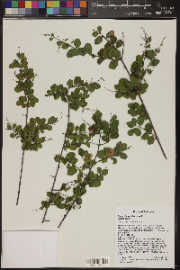 Sageretia wrightii image