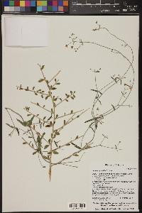 Cottsia gracilis image