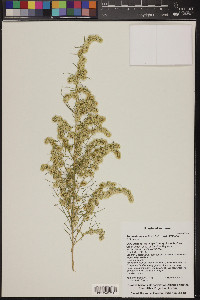 Ambrosia salsola image