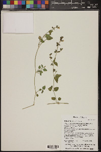 Mirabilis laevis image