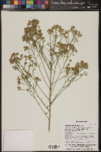 Baccharis sarothroides image