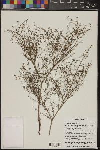 Eriogonum deflexum image