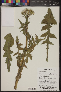 Sonchus oleraceus image