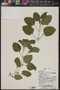 Malva parviflora image