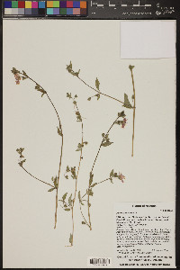 Allionia incarnata image