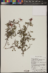 Calliandra eriophylla image