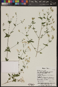 Brickellia coulteri image