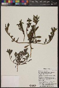 Heliotropium curassavicum image