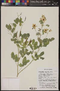 Senna covesii image